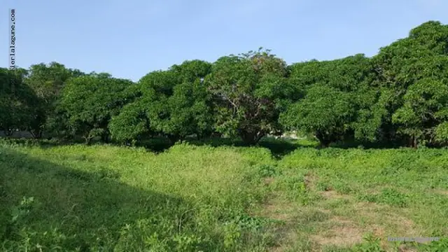 Terrain à Somone — référence T2331