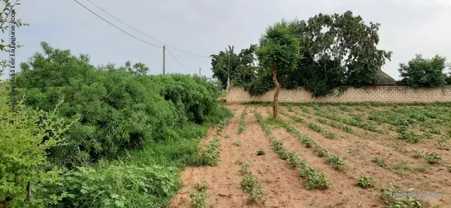 Terrain à Nguerigne — référence T2540