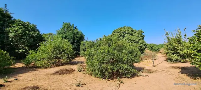 Terrain à N'diorokh — référence T2980