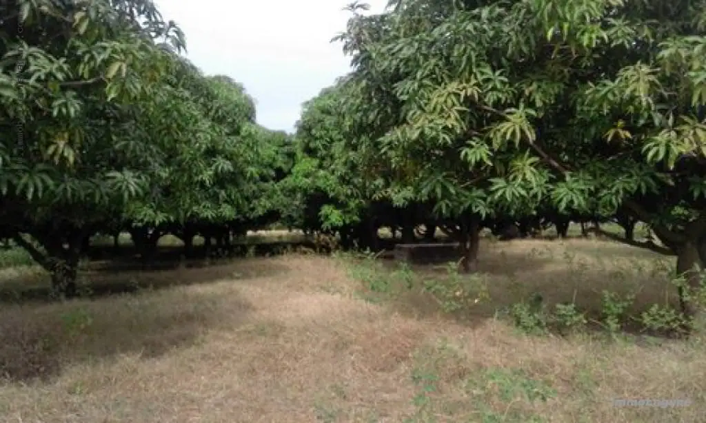 Terrain à Joal — référence T2165