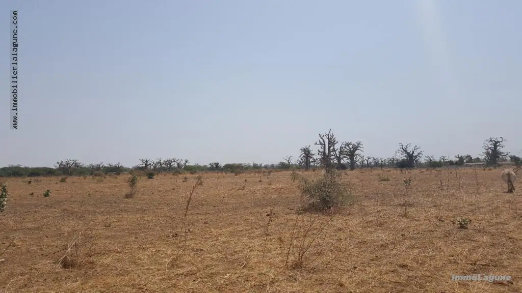 Terrain 20 000 m² à Sindia — photo 5
