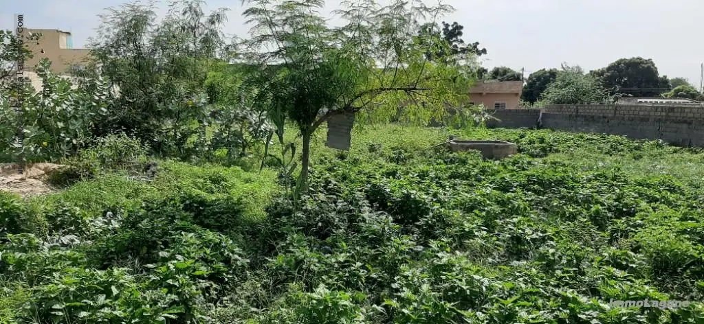 Terrain à Nguekhokh — référence T2538