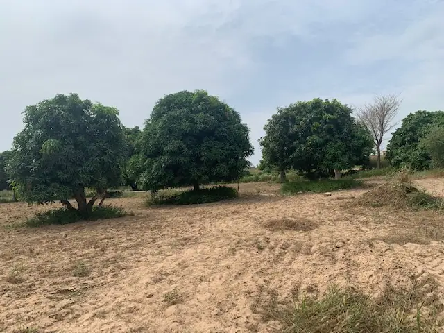 Terrain à Sinthiane — référence T2823