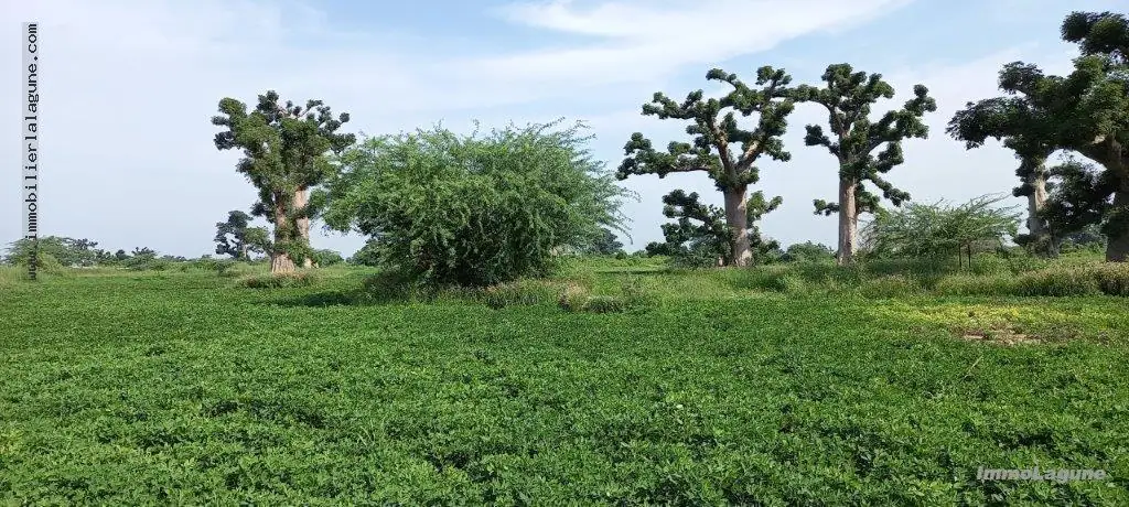 Terrain 17 300 m² à Nguekhokh — photo 4